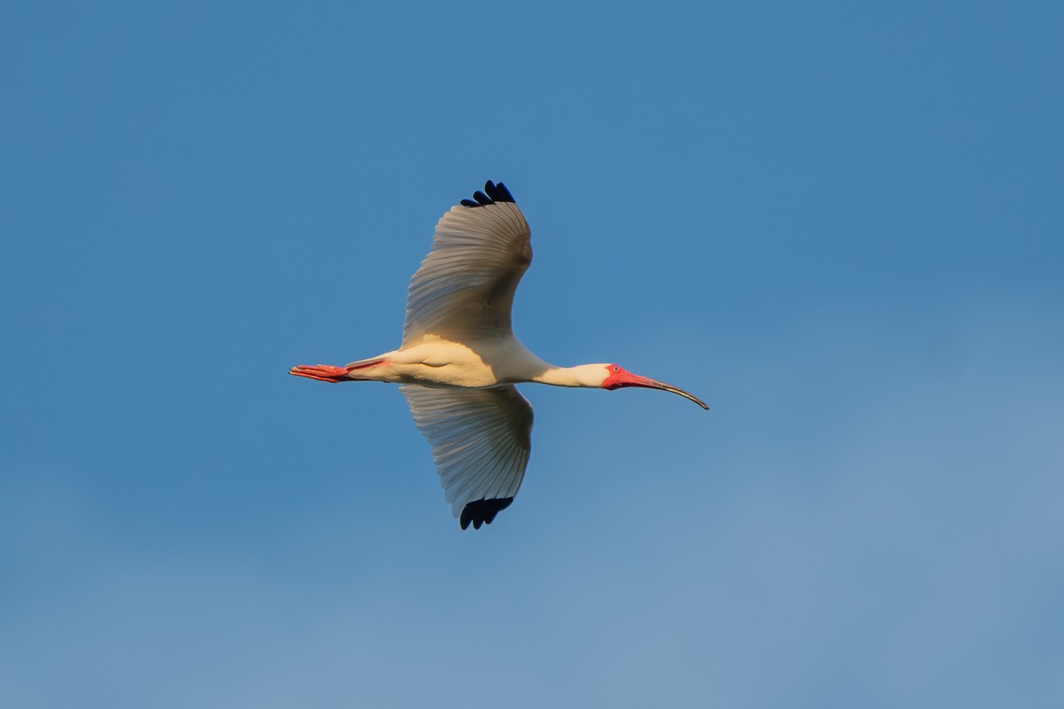 White Ibis - ML568010851