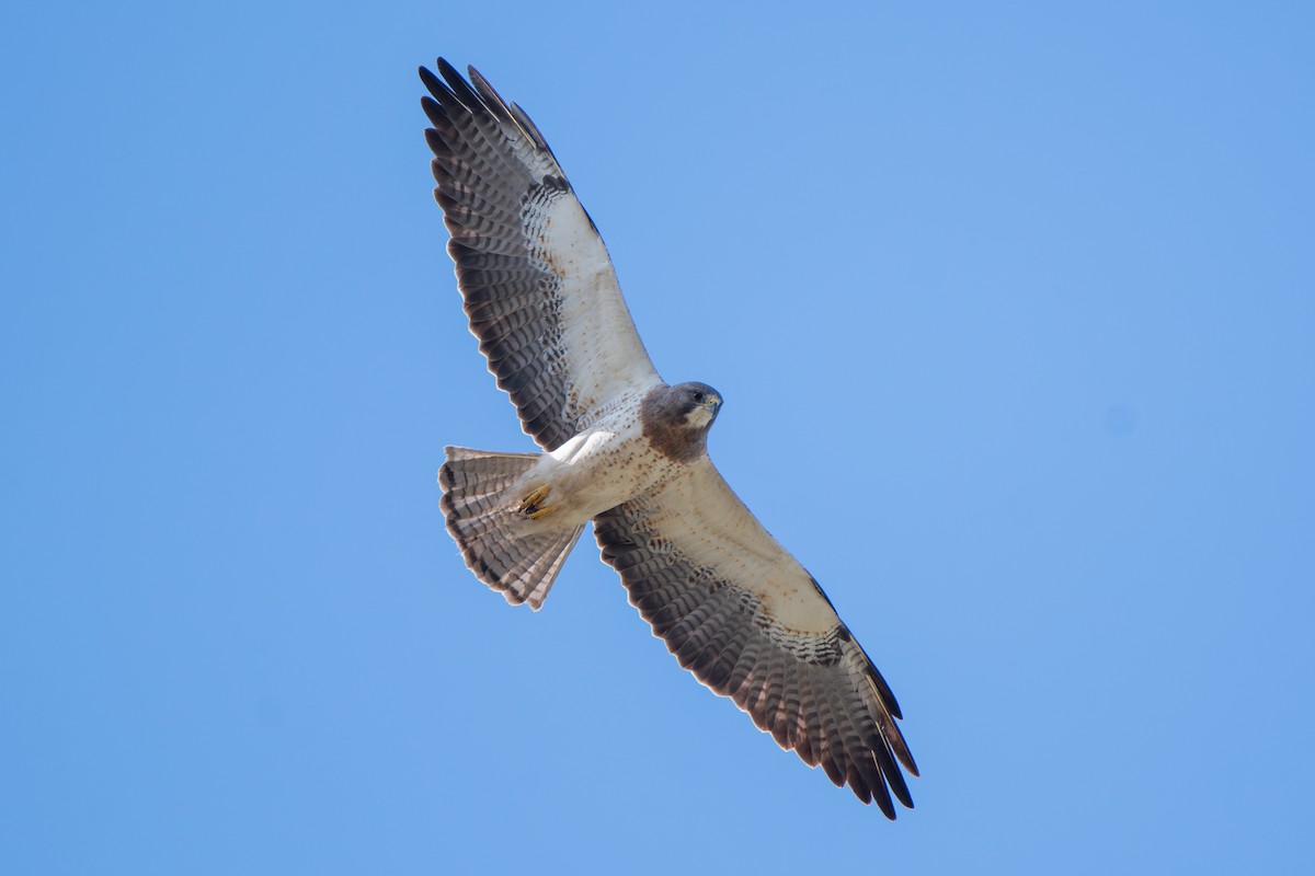 Swainson's Hawk - ML568011251