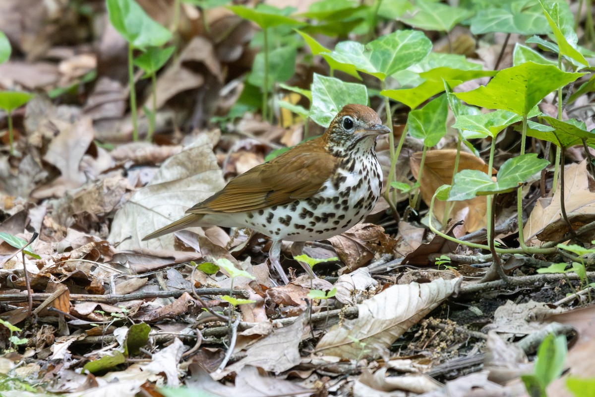 Wood Thrush - ML568011541