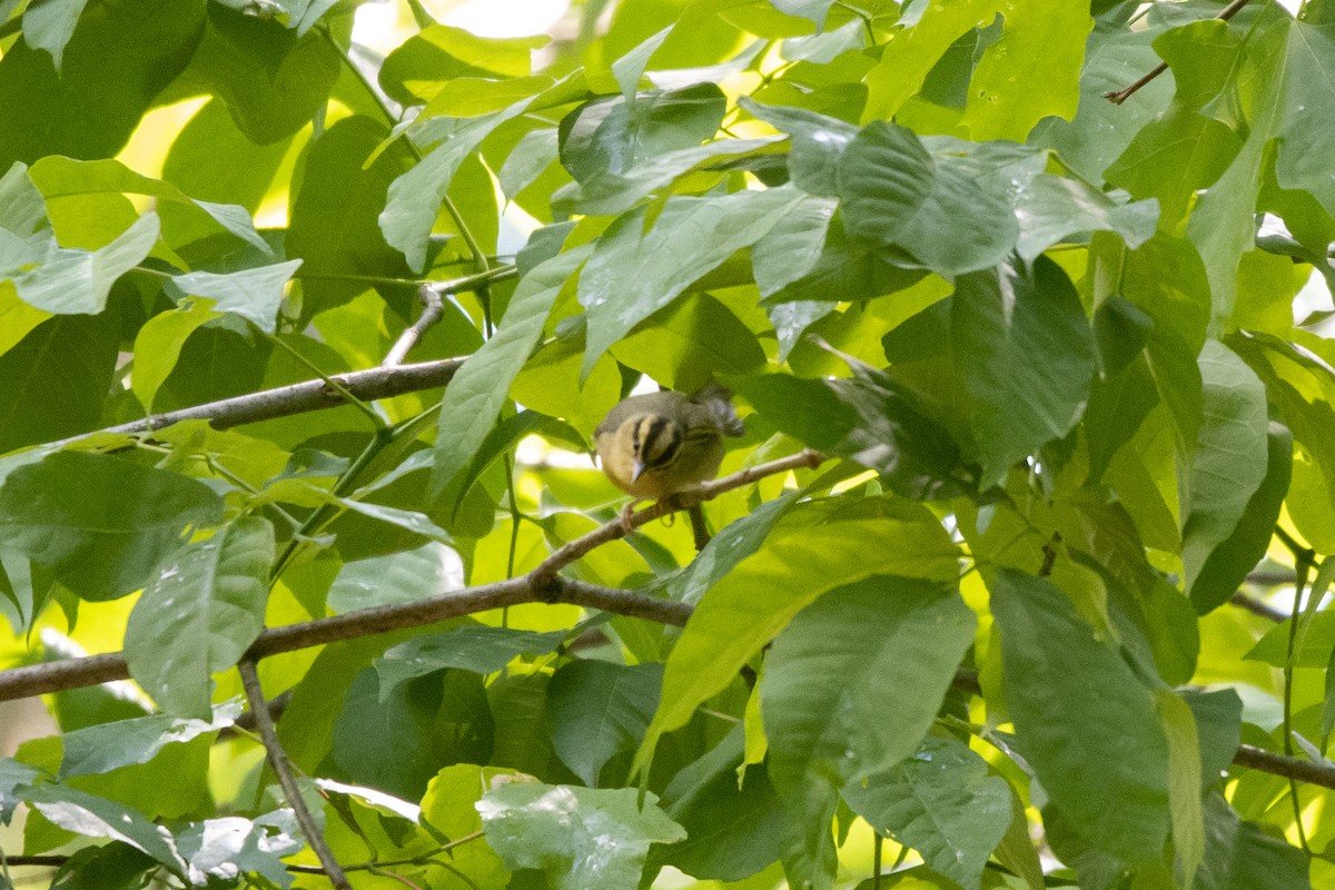 Worm-eating Warbler - ML568011791