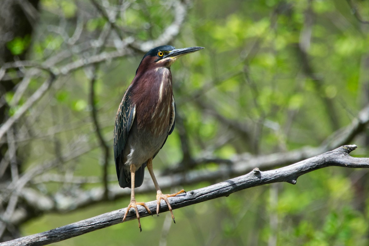 Green Heron - ML568012131