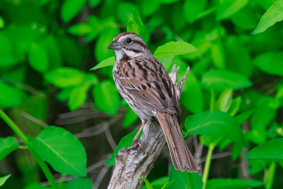 Song Sparrow - ML568012311