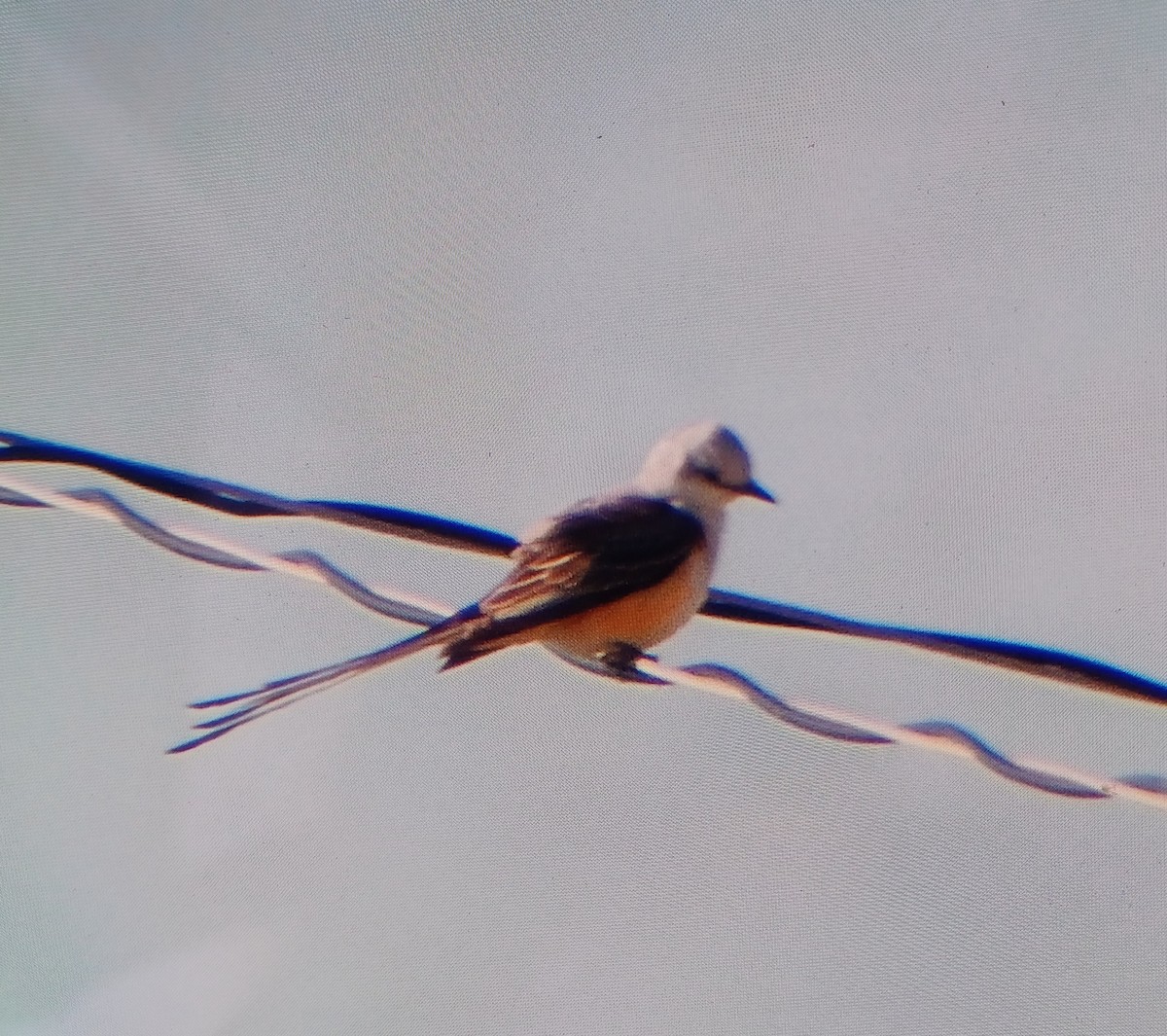 Scissor-tailed Flycatcher - K Gaylord