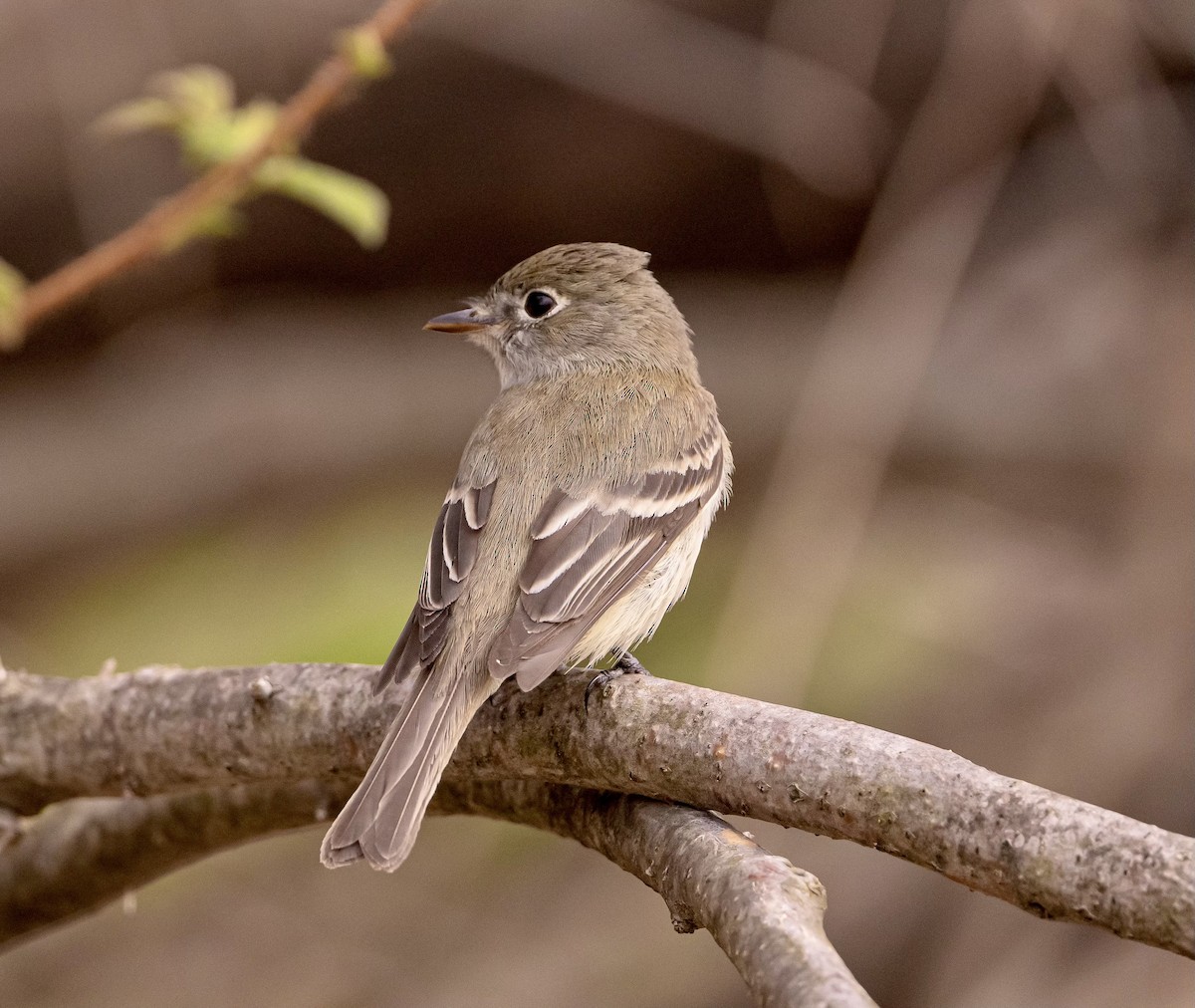 Least Flycatcher - ML568012391