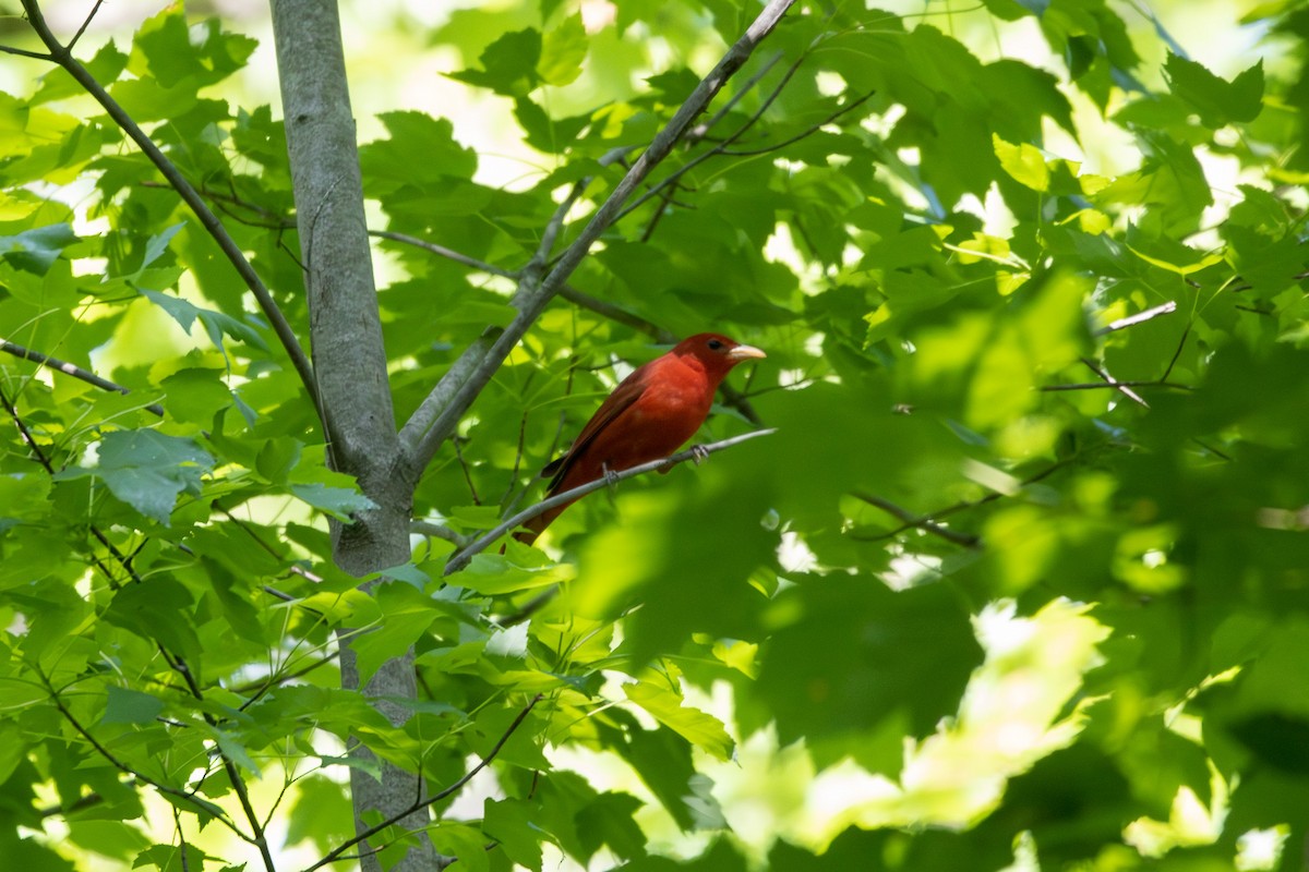 Summer Tanager - Emily Smith