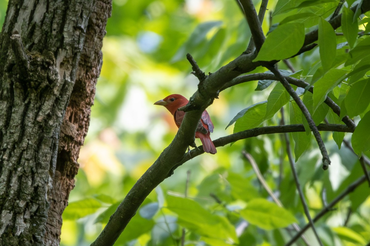 Summer Tanager - ML568012461