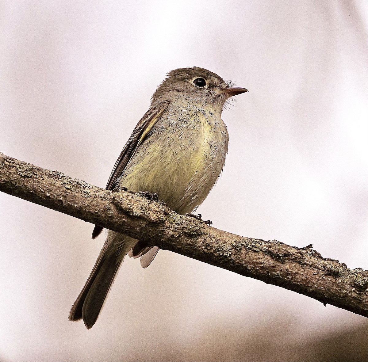 Least Flycatcher - ML568013091