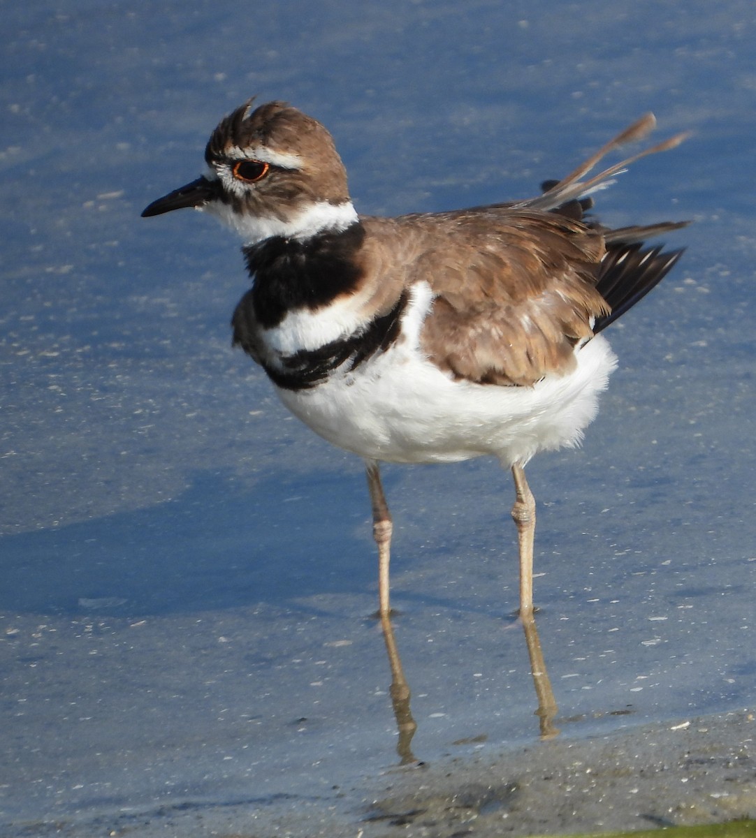 Killdeer - ML568013171