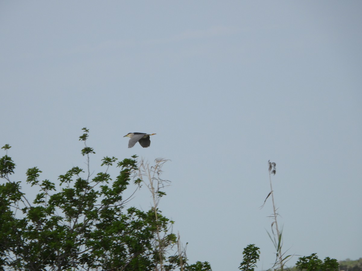 Black-crowned Night Heron - ML568013781