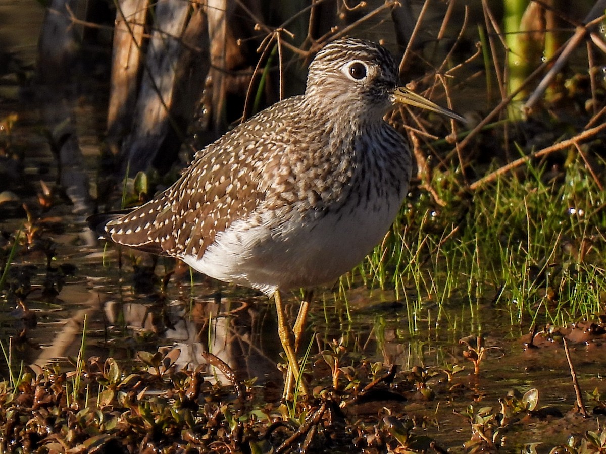 Solitary Sandpiper - Maggie Griffith