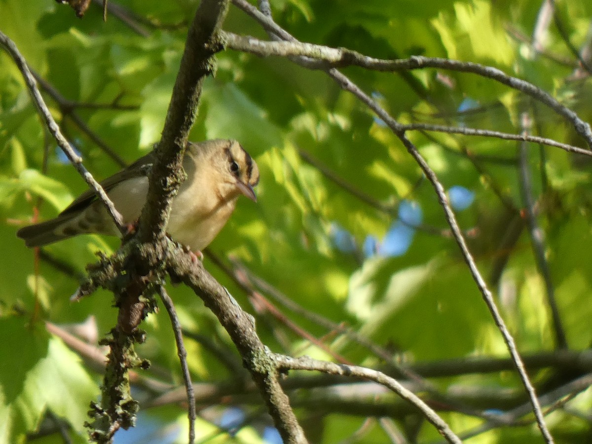 Worm-eating Warbler - ML568015541