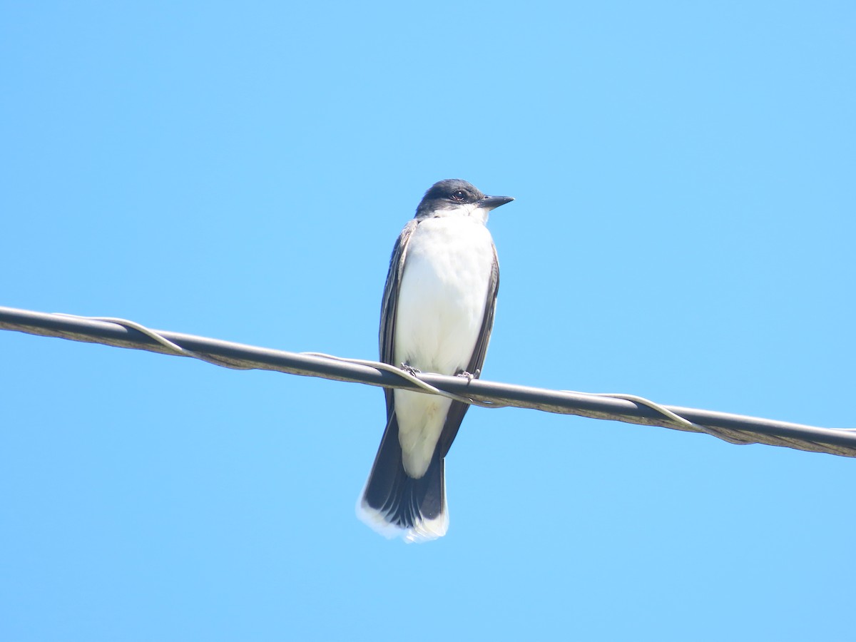 Eastern Kingbird - ML568015711