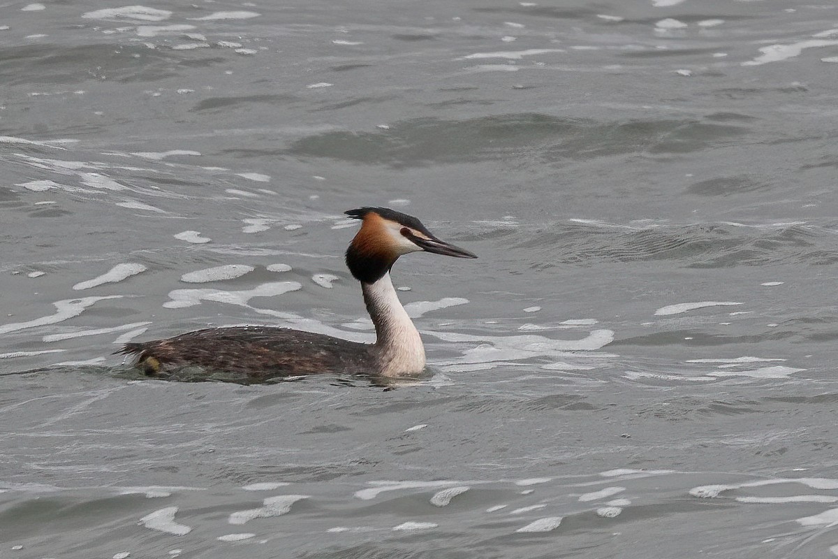 Great Crested Grebe - ML568016261