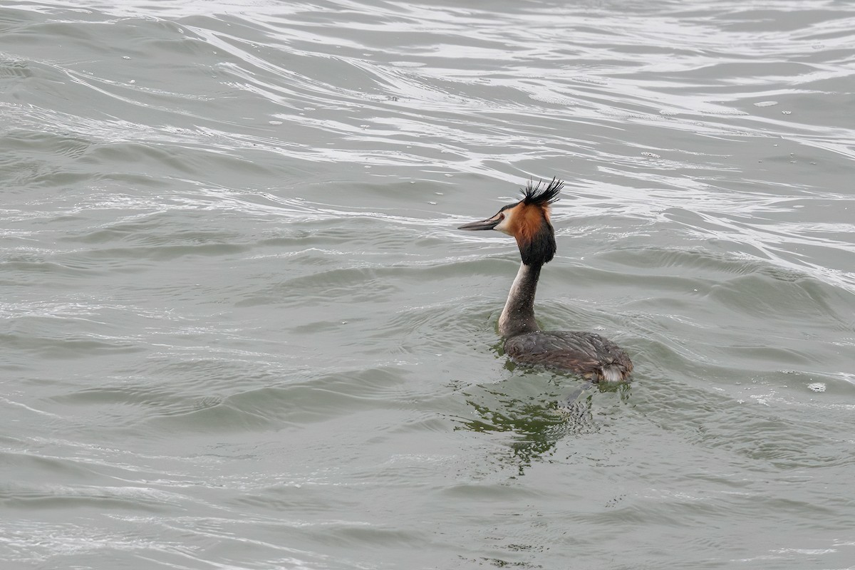 Great Crested Grebe - ML568016281