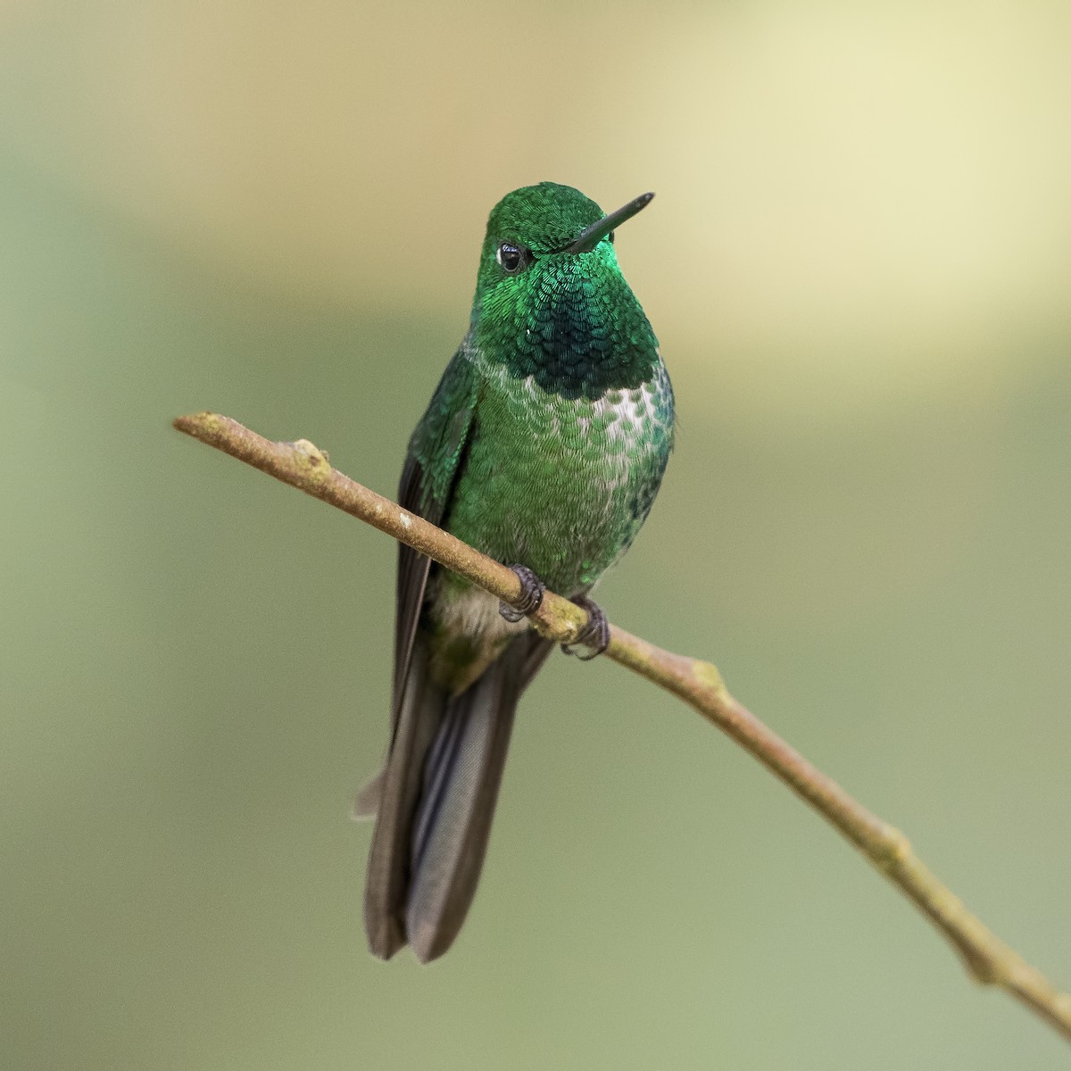 Rufous-vented Whitetip - Peter Hawrylyshyn