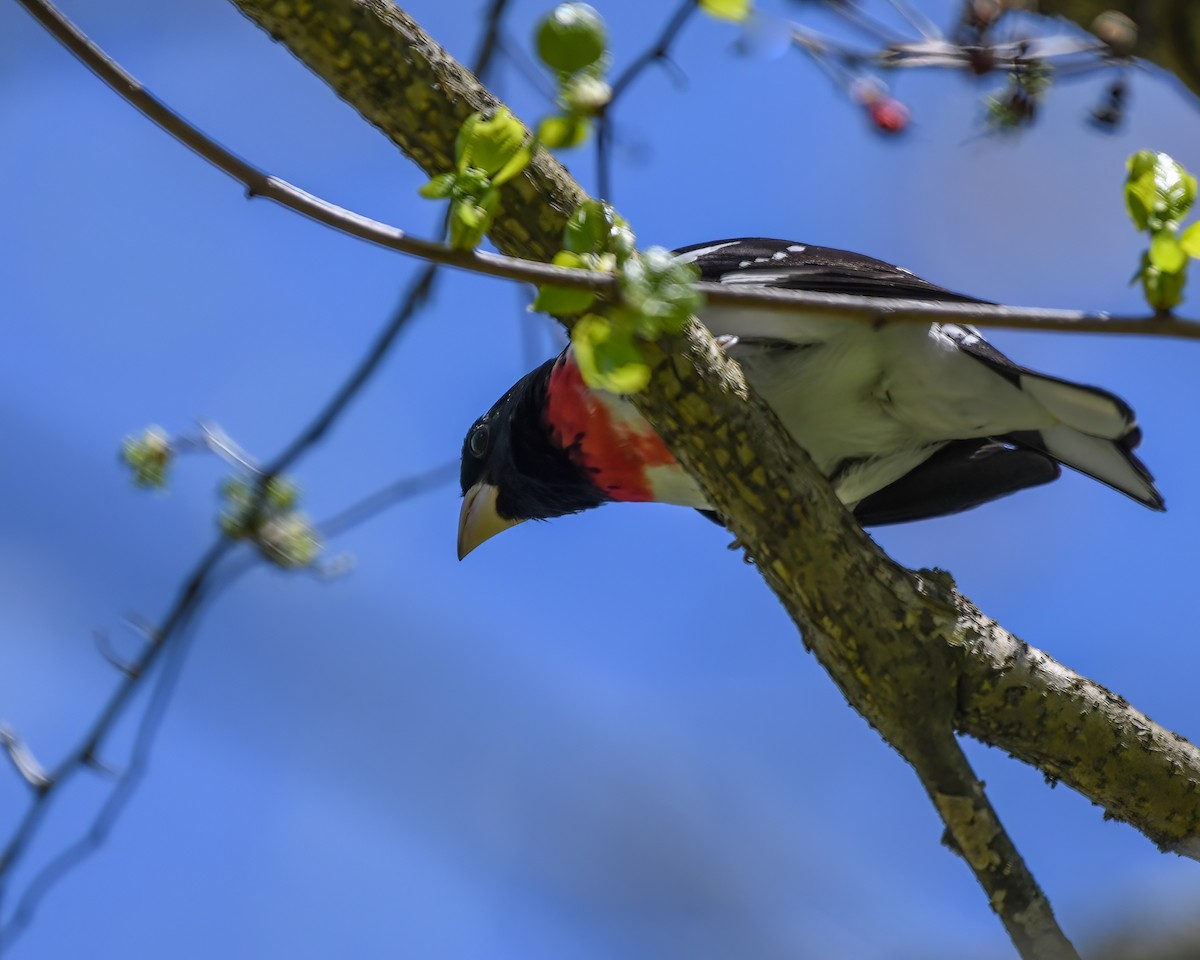 Rose-breasted Grosbeak - ML568017651