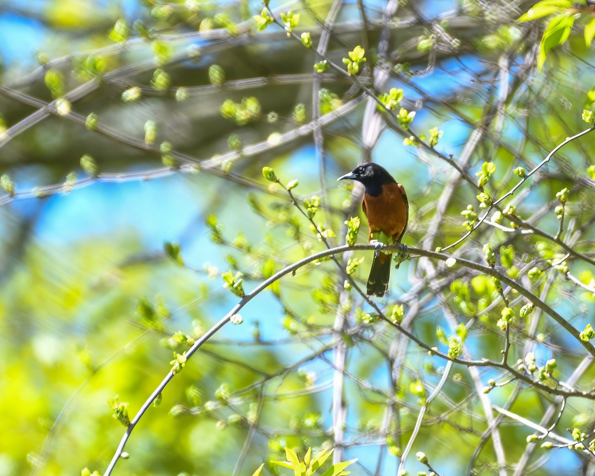 Orchard Oriole - ML568017891