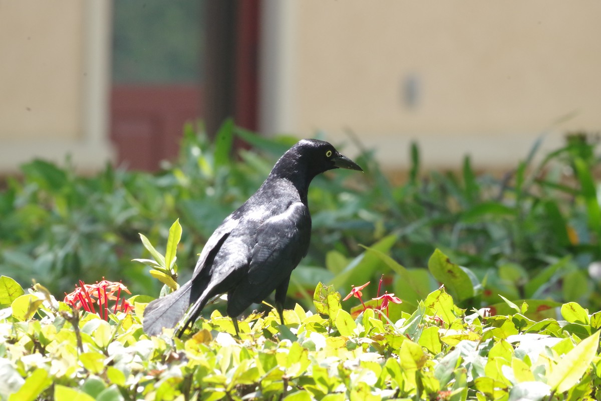 Greater Antillean Grackle - ML568018401