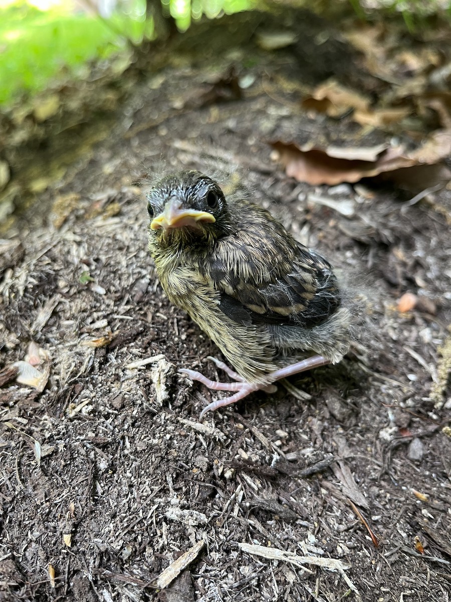 Eastern Towhee - Carolyn Stutzman