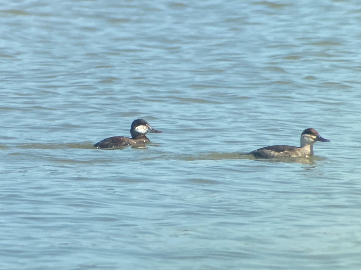 Ruddy Duck - ML568019001