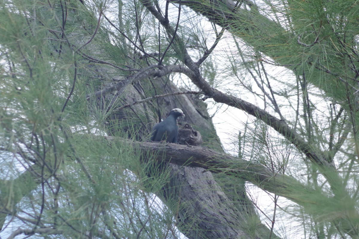 White-crowned Pigeon - ML568019371