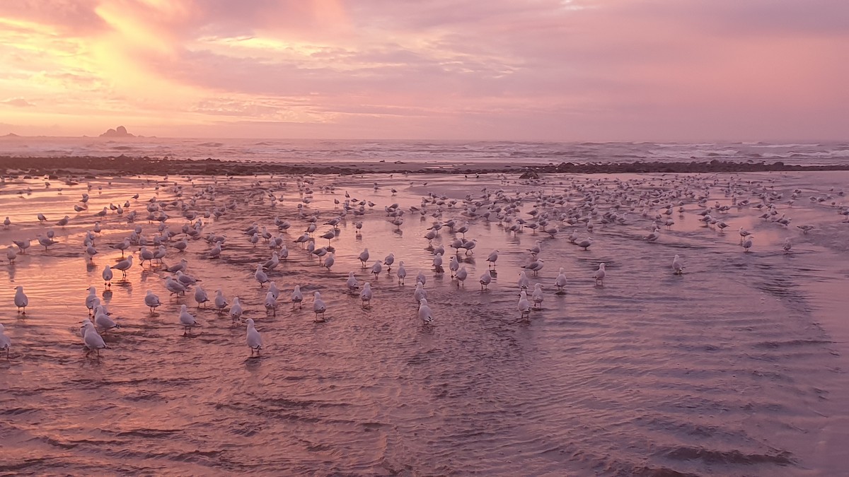Silver Gull (Red-billed) - ML568020411