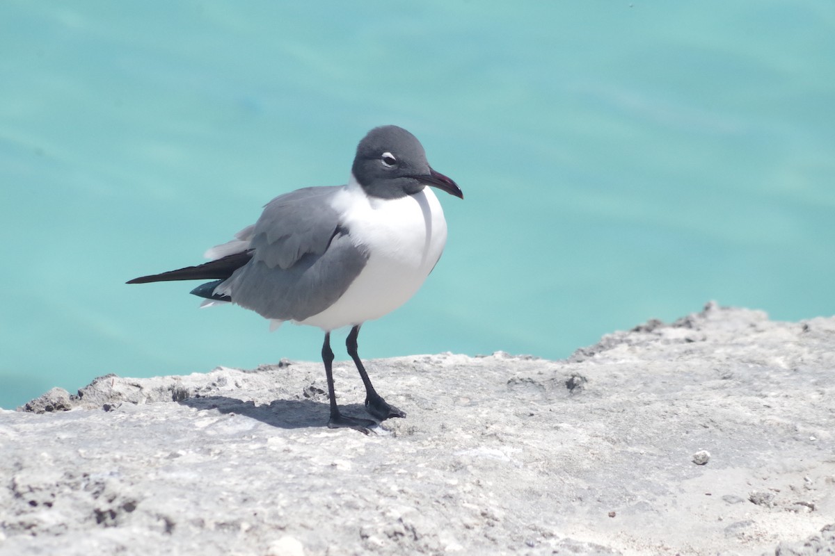 Laughing Gull - Damion Ruthven