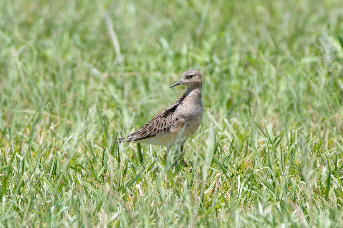 Buff-breasted Sandpiper - Adam Cunningham