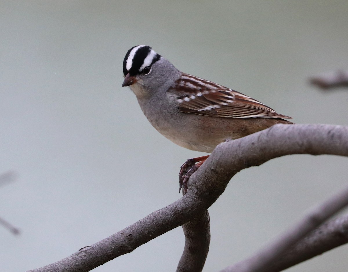 White-crowned Sparrow - Dmitrii Travin