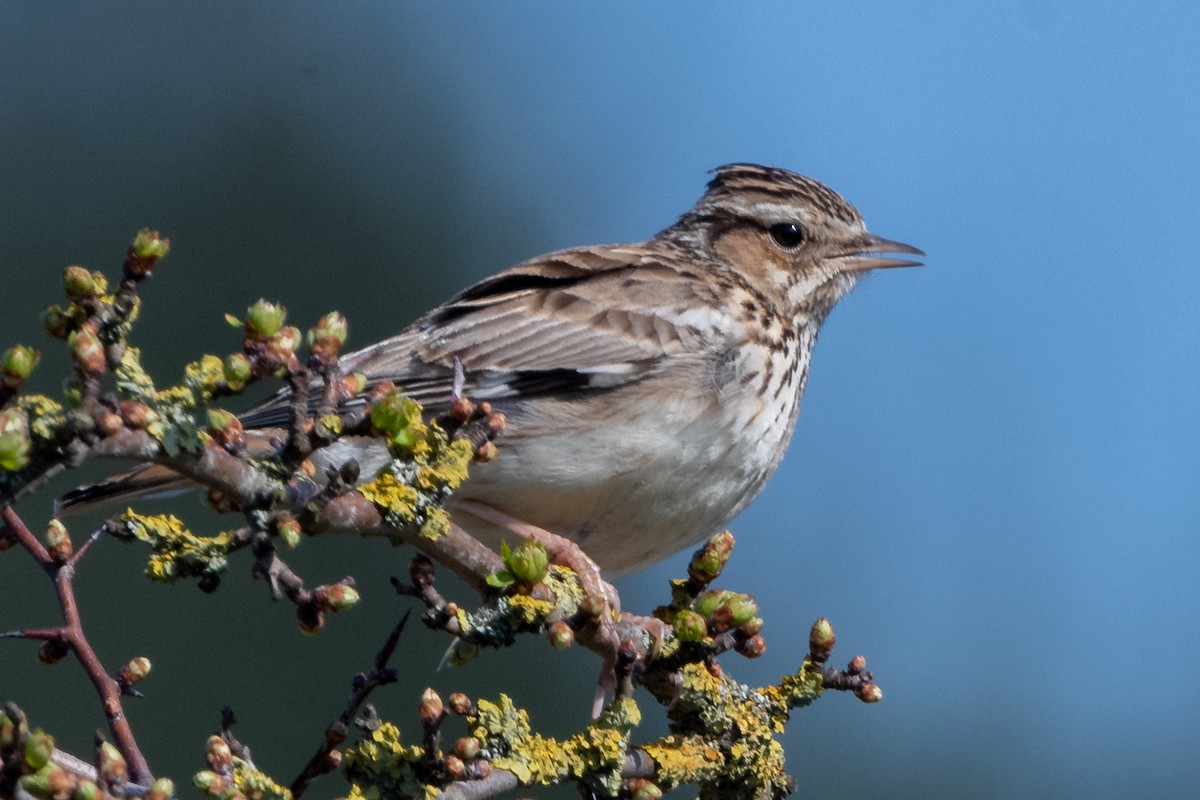 Wood Lark - ML568023931