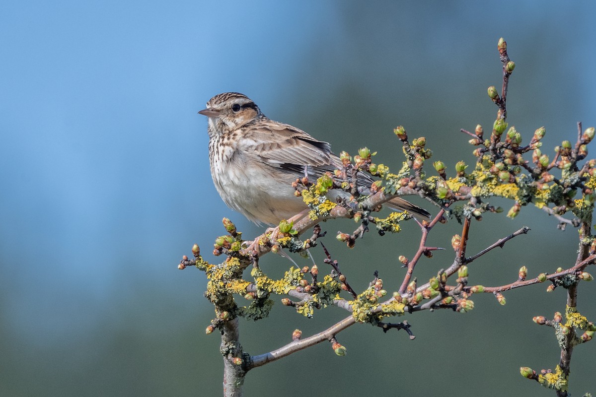 Wood Lark - ML568023941