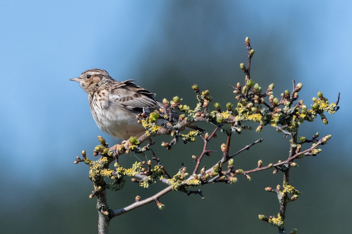 Wood Lark - ML568023951
