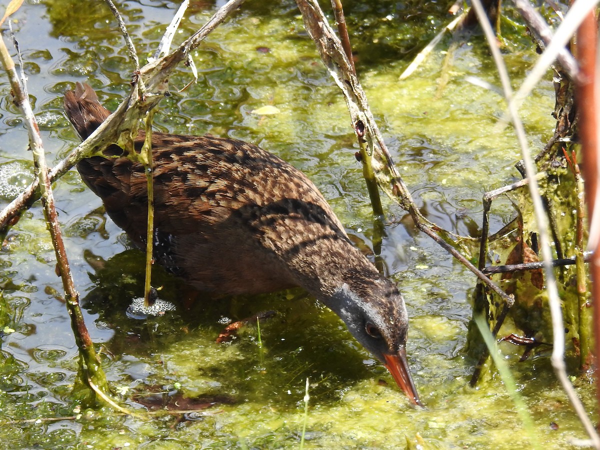 Virginia Rail - ML568025691
