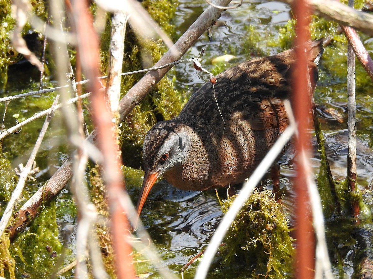 Virginia Rail - ML568025701