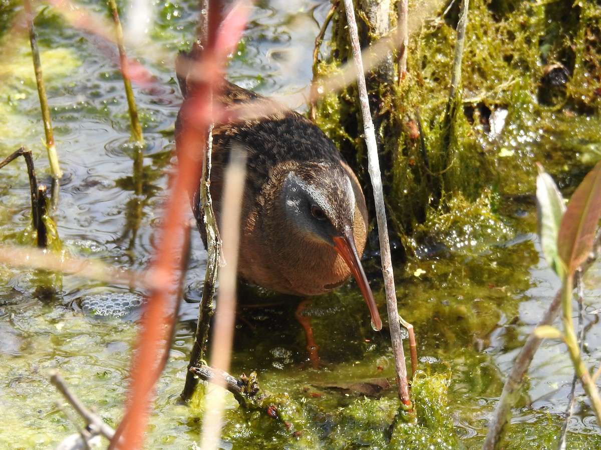 Virginia Rail - ML568025711