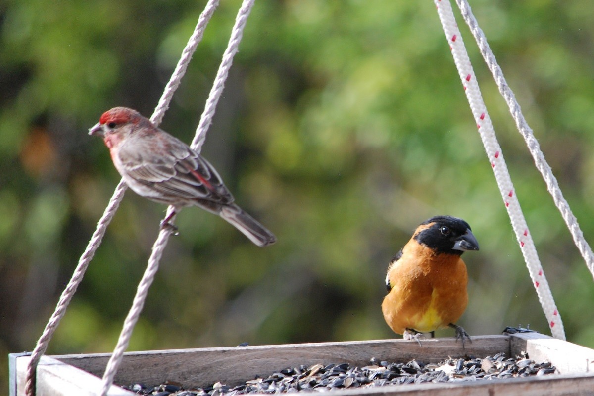 Black-headed Grosbeak - Noel Zaugg