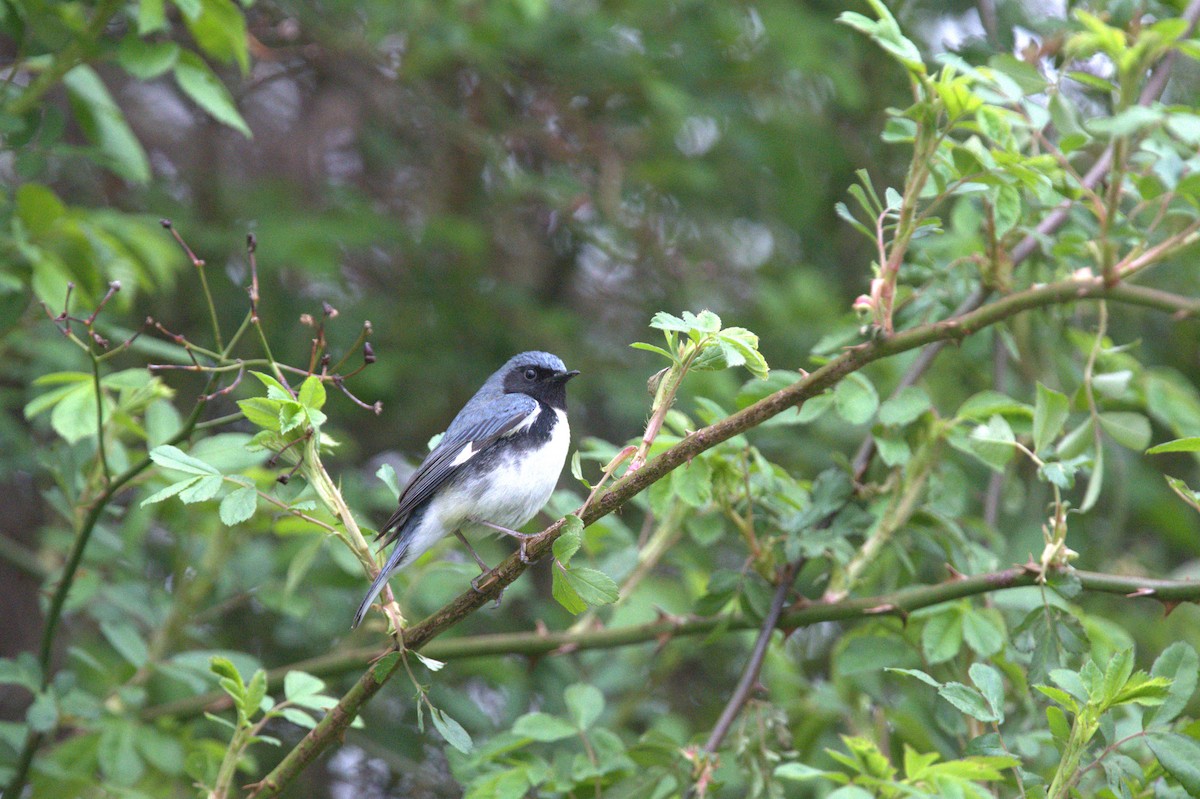 Black-throated Blue Warbler - ML568028411