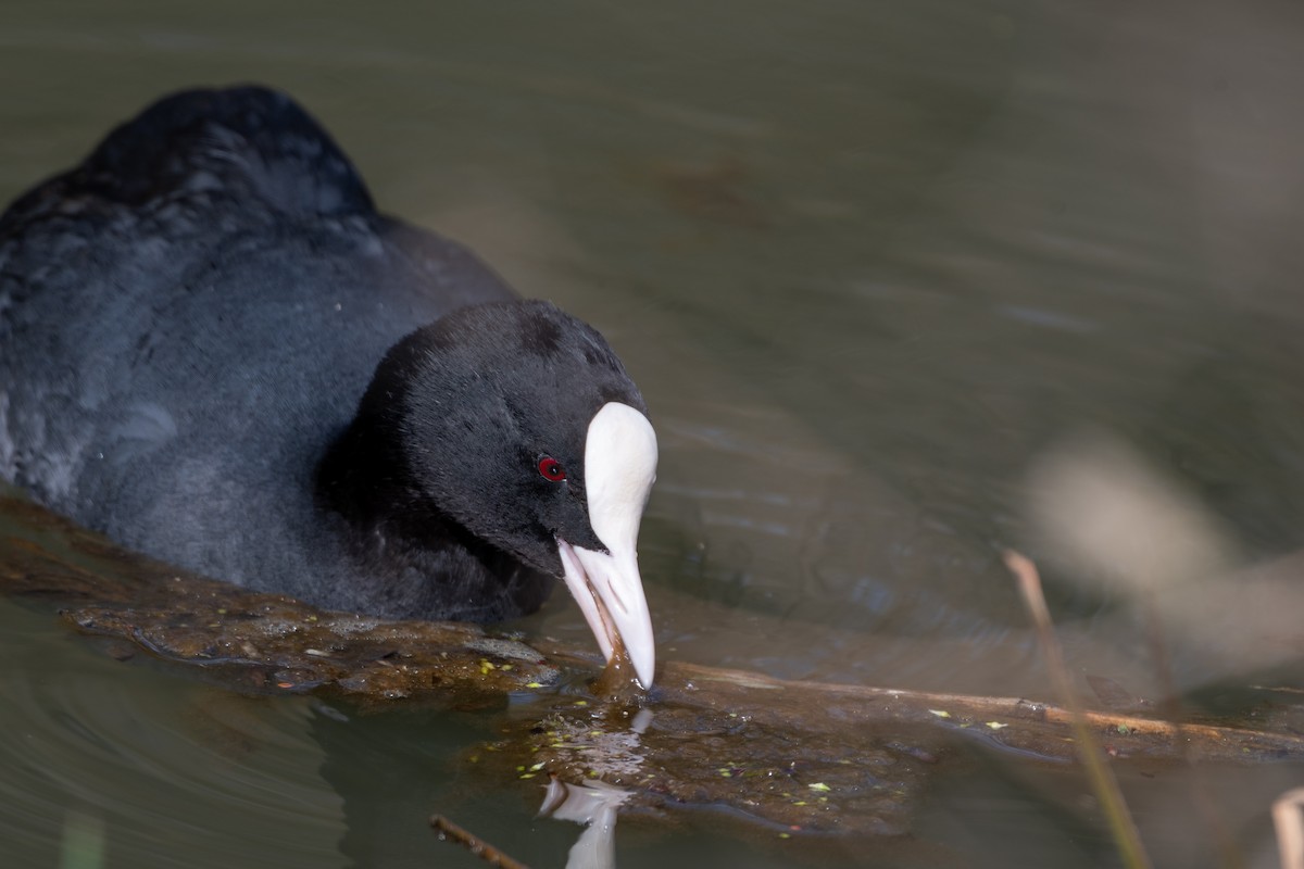 Eurasian Coot - ML568028901