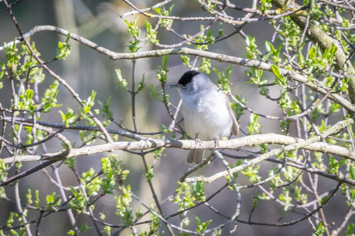 Eurasian Blackcap - Glenn Cantor