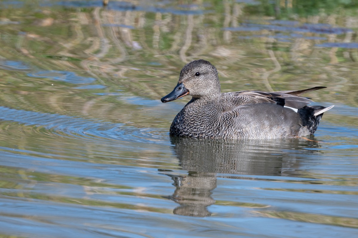 Gadwall - ML568029071