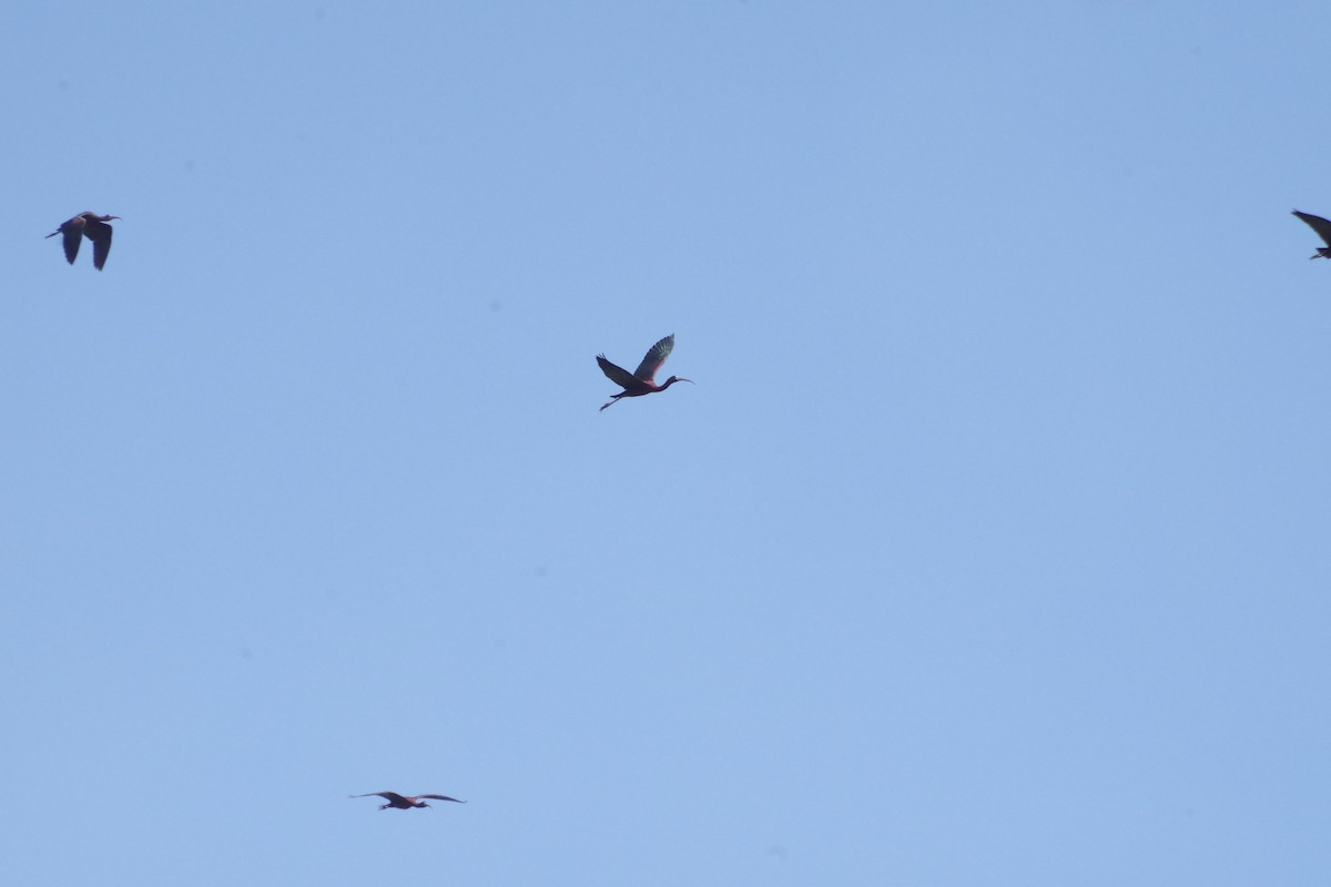 Glossy Ibis - Damion Ruthven