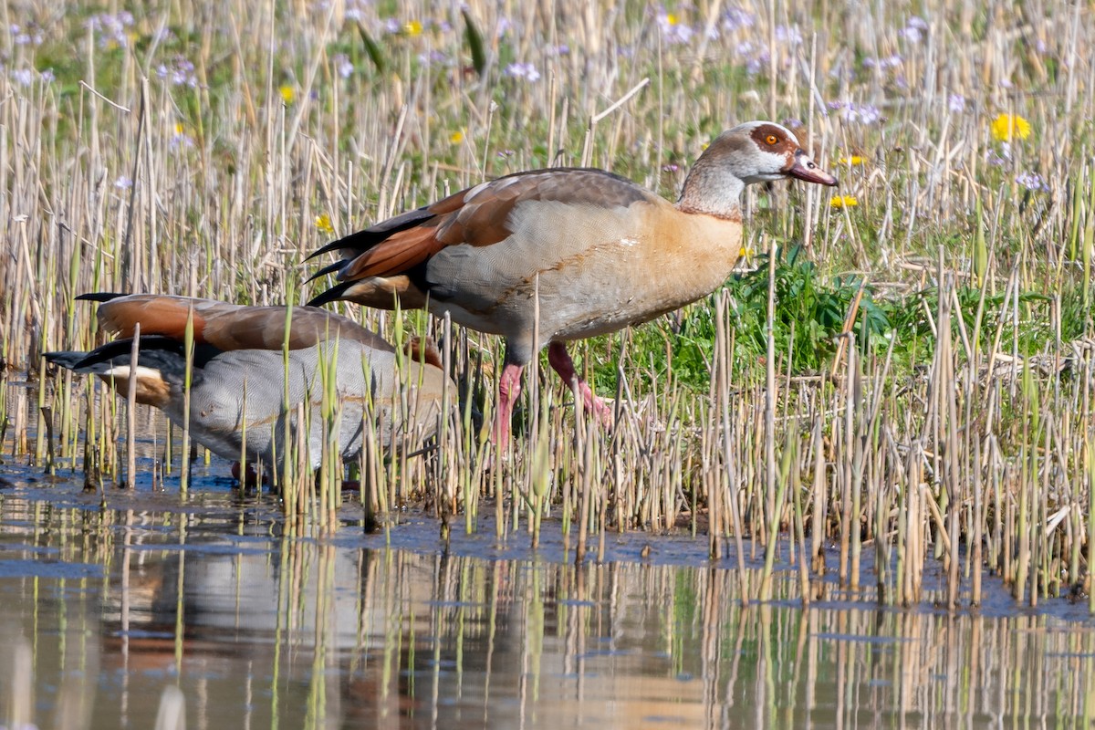 Egyptian Goose - ML568029141