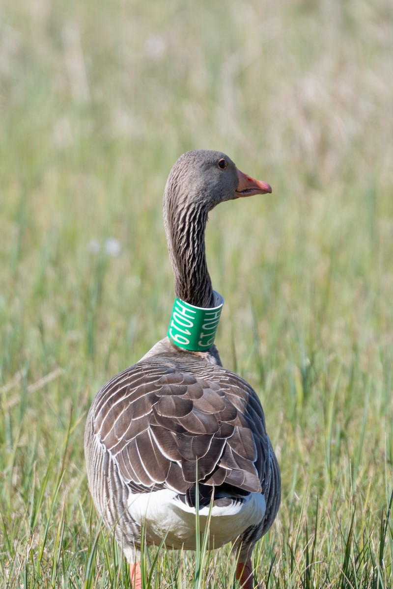 Graylag Goose - ML568029161