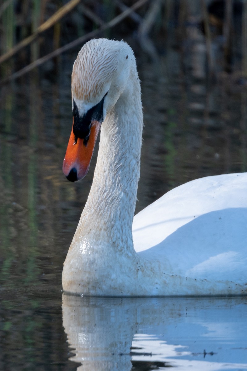 Mute Swan - ML568029181