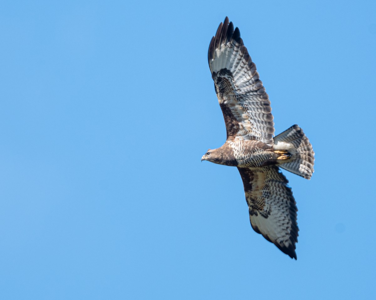 Common Buzzard - ML568029321