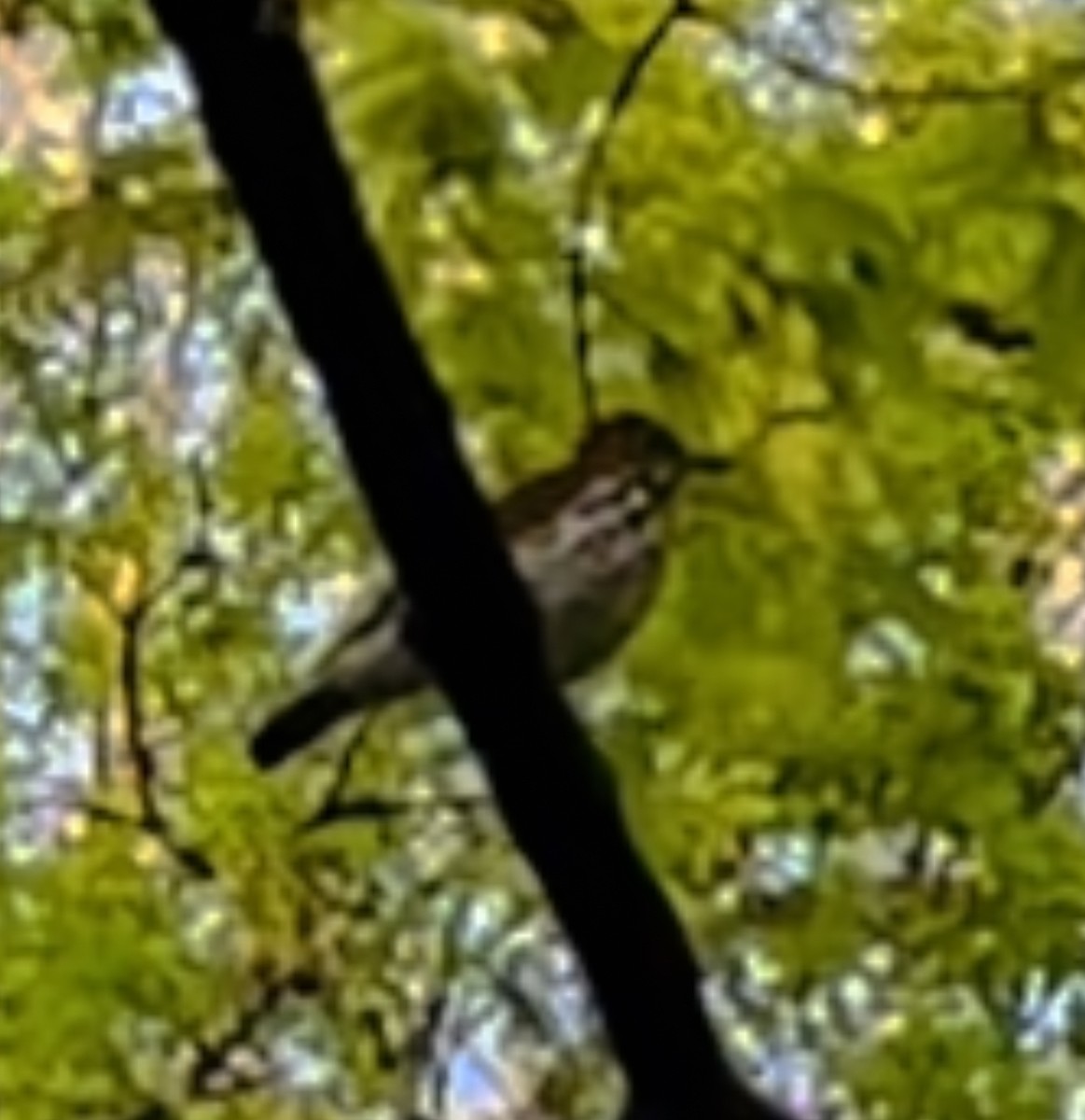 Wood Thrush - ML568029391