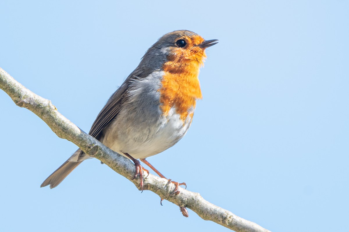 European Robin - ML568029401