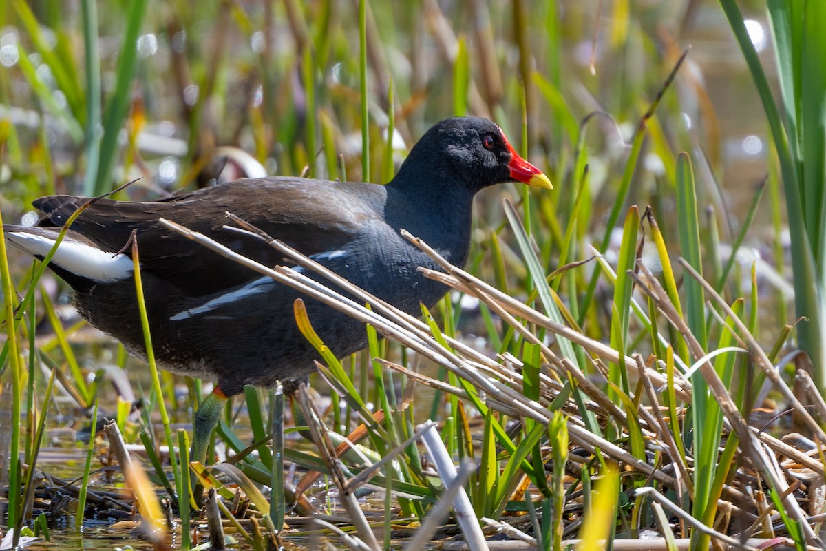 Eurasian Moorhen - ML568029561