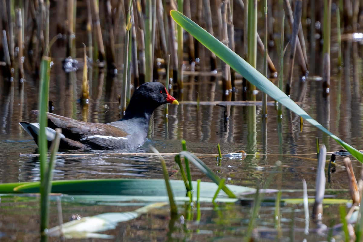 Eurasian Moorhen - ML568029581