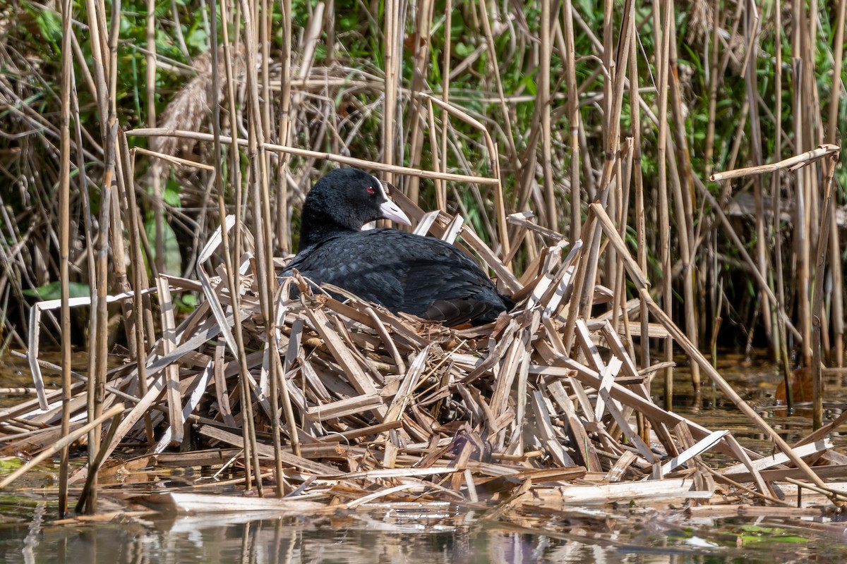 Eurasian Coot - ML568029671